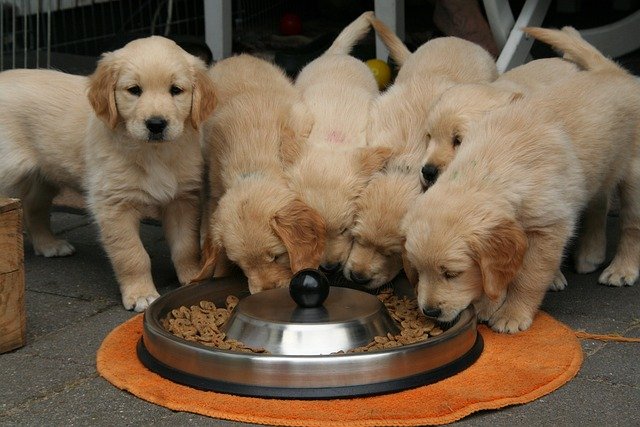 mejores piensos para perros cachorros