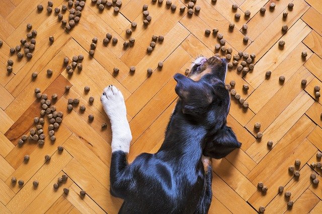 los mejores piensos para perros adultos